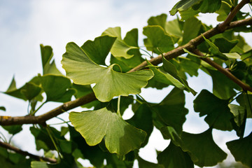 Ginkgo am Zweig