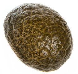 Pectinatella magnifica -  bryozoan