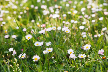 Daisies in the meadow