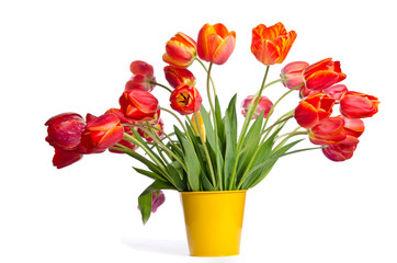 Beautiful bouquet of tulips in yellow pot isolated on white back