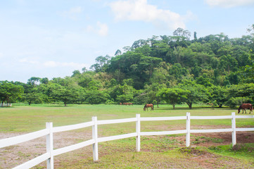 Fototapeta na wymiar a big ranch of wild horses in El Kabayo, Olongapo, Philippines