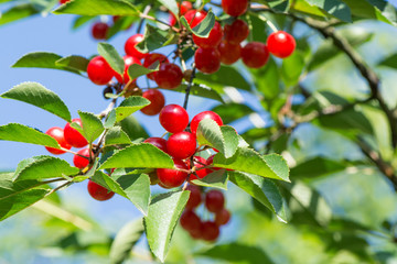 Cerises sur la branche du cerisier dans le verger