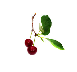 Two cherry on a leaf isolated