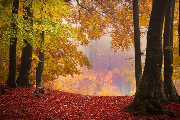 Fotobehang Foggy mystic forest during fall © bonciutoma