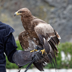 Fototapeta premium Aquila nipalensis - Aigle des steppes - Steppe Eagle