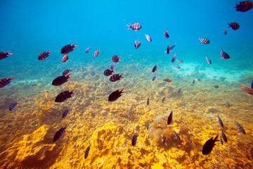   fishes on coral reef area