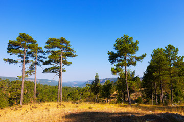 Obraz premium Landscape with pine trees