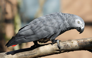 Close-up view of an African grey parrot (Psittacus erithacus)