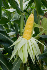 Sweet corn ready to harvest