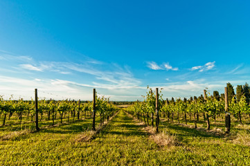 vineyard in the hills of Emilia Romagna, Italy - 67527969
