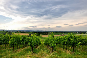 Naklejka premium vineyard in the hills of Romagna, Italy