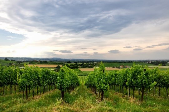 vineyard in the hills of Romagna, Italy