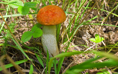 Small mushroom orange-cap boletus