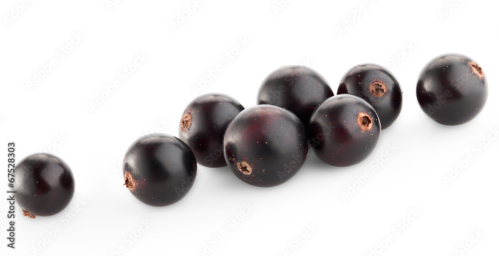 Poster black currant