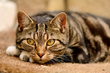 Cat laying on mat