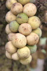 fresh wollongong fruits on tree.
