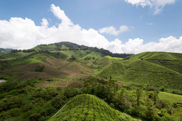 tea plantation cameron highlands