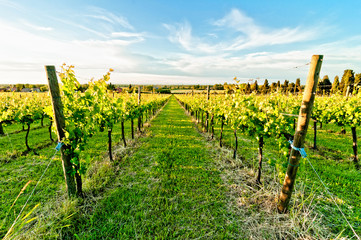 vineyard in the hills of Emilia Romagna, Italy