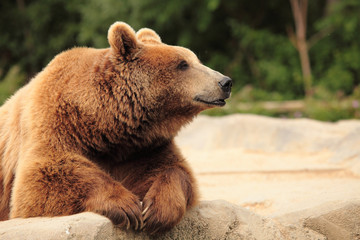 Obraz premium wild brown bear