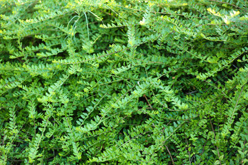 Beautiful green bush close up