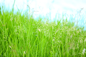 Green grass near lake