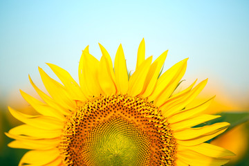 Naklejka premium Beautiful sunflower in field