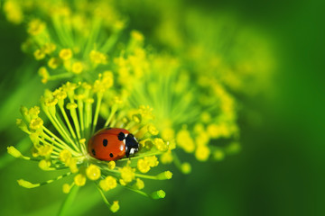 ladybug on green leaf dill