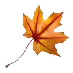 Naklejka na ściany i meble Autumn maple leaf on white, detailed and textured.