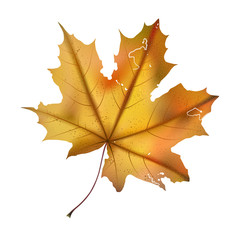Autumn maple leaf on white, detailed and textured.