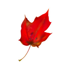 Autumn maple leaf on white, detailed and textured.