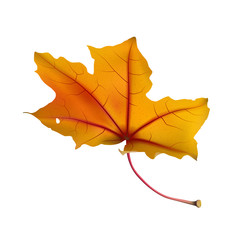 Autumn maple leaf on white, detailed and textured.