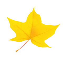 Autumn maple leaf on white, detailed and textured.