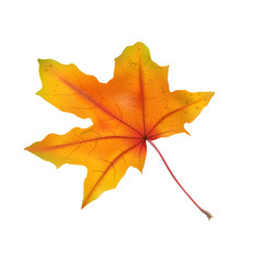 Autumn maple leaf on white, detailed and textured.