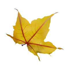 Autumn maple leaf on white, detailed and textured.