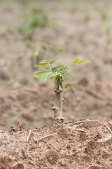 Seedlings of the sweet potato.