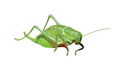 Grashüpfer