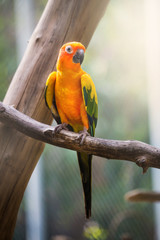 Sun Conure Parrot
