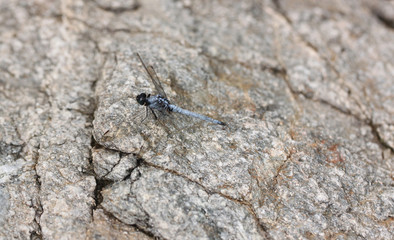 Spangled Skimmer Dragonfly on stone.