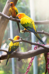 Sun Conure Parrot