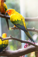 Sun Conure Parrot