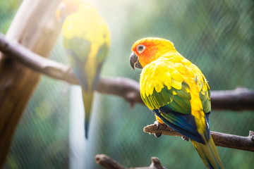 Sun Conure Parrot