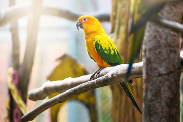 Sun Conure Parrot