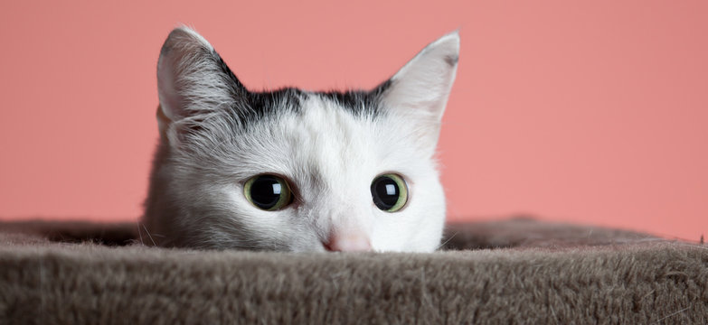 Weisse katze im hintergrund