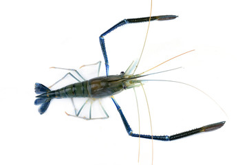 shrimp isolated on white background