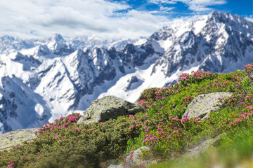 Fototapeta na wymiar Beautiful flowers with Alps mountains.