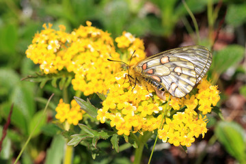 Eversmann's Parnassian butterfly (Parnassius eversmanni) in Japa