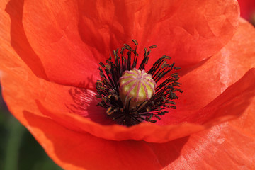 close up of red poppy