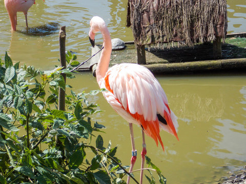 flamant rose
