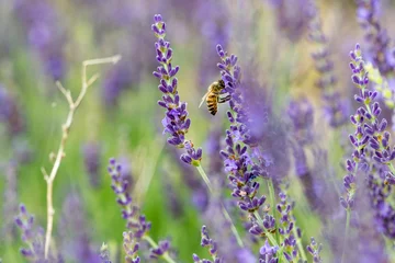 Fotobehang Lavendel Abeille sur lavande  © Pictures news