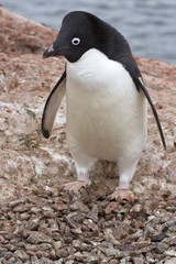 Fototapeta premium Adelie penguin which stands near the nest in which no eggs